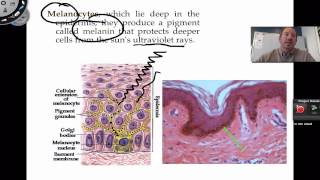 The Integumentary System [upl. by Yance]