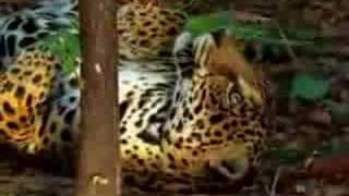 jaguar tastes the hallucinogenic effects of yage [upl. by Ecirtemed]