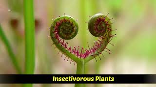 Heterotrophic Plants  Saprophytic  Parasitic  Insectivorous plants [upl. by Cindee]