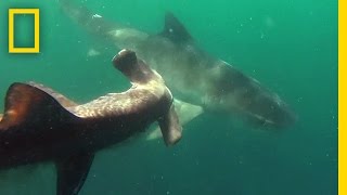 Tiger Shark vs Hammerhead Shark  National Geographic [upl. by Haakon]