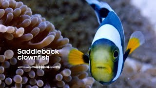 Fish Sounds Do fish talk to each other  BBC Earth Explore [upl. by Euphemie]