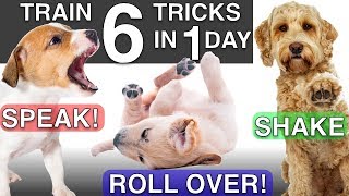 How to Train your Puppy 6 Tricks in 1 Day [upl. by Annaeirb657]