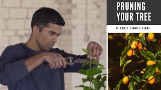 Pruning The Secret to Beautiful Lemon Lime and Orange Trees in Containers [upl. by Montana]