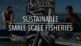 FAO Policy Series Sustainable SmallScale Fisheries [upl. by Artened]