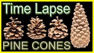 Pine Cones Opening Time Lapse [upl. by Barry]