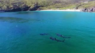 Basking Sharks in Keem Bay [upl. by Yentnuoc]