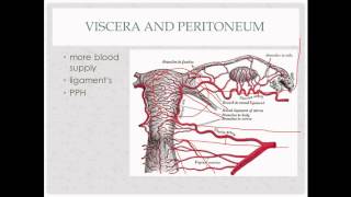 anatomy review  for OB GYN rotation [upl. by Semadar]