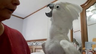 Cockatoo Plays PeekABoo With Owner [upl. by Minica]