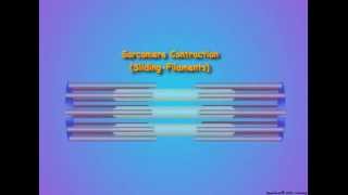 Muscle Structure and Contraction [upl. by Antoine]