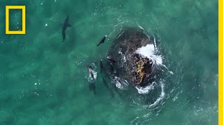 Fur Seals vs Great White Sharks  Hostile Planet [upl. by Weiner]