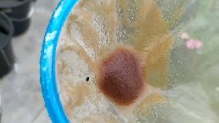 How to culture daphnia moina in a small container Part 1 English Subtitle [upl. by Naejeillib105]