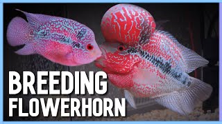 Easy way to Successfully Breed Flowerhorn in Aquarium [upl. by Ahsimaj719]