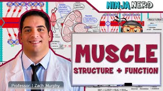 Musculoskeletal System  Muscle Structure and Function [upl. by Eltsirk949]