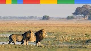 Nat Geo Wild The Okavango Delta  Lions King Of River  Nature Documentary Animals [upl. by Alfonzo]