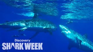 Great White Attacks Another Shark  Shark Week [upl. by Brackett]