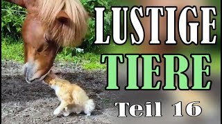 Süße und Lustige Tiervideos  Teil 16   ✪ Stern DuTube [upl. by Clougher]