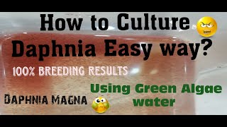 Daphnia MagnaHow to Culture Daphnia Easy wayCulturing Daphnia using Green water Daphnia [upl. by Yrrad813]