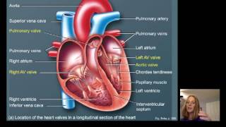 Lecture16 Cardiac Physiology [upl. by Arayc474]