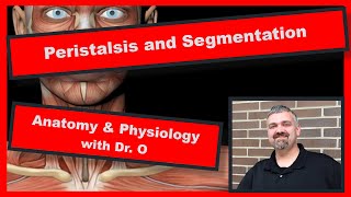 Peristalsis and Segmentation Anatomy and Physiology [upl. by Atinrahc]