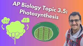 35 Photosynthesis  AP Biology [upl. by Airenahs88]