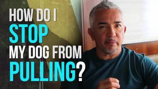 How to Stop Your Dog From Pulling [upl. by Herring]