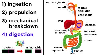 The Digestive System [upl. by Bosson]