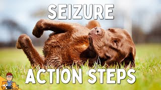 What to Do When Your Dog has a Seizure [upl. by Reeta]