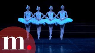 Swan Lake Tchaikovsky  Dance of the Little Swans [upl. by Bremble]