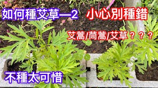 【如何種艾草—2】【如何區分艾草艾蒿茼蒿】對抗病毒的特效藥【驅蚊避邪】 不種太可惜 How to grow Artemisia argyi and wormwood [upl. by Marquet190]