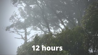 WIND SOUNDS for 12 Hours Sound of Wind for Relaxing Sleep Study Windy Sound [upl. by Nosremaj]