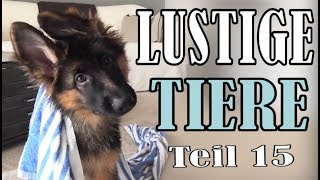 Süße und Lustige Tiervideos  Teil 15  ✪ Stern DuTube [upl. by Hofmann]