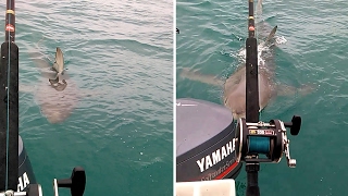 Great White Shark Circles And Bites Fishermens Boat [upl. by Blaseio258]