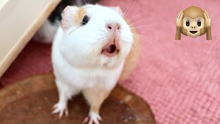 Guinea Pig MEGA Squeak and Noises Compilation [upl. by Bodi495]