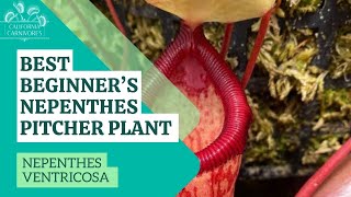 Best Beginners Nepenthes Pitcher Plant [upl. by Uund]