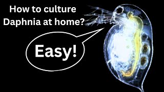 BEST Live Fish Food Beginner guide How to Culture Daphnia at home [upl. by Enovahs442]