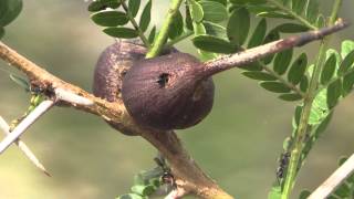 Whistling Thorn with ants Saadani NP Tanzania [upl. by Geesey]