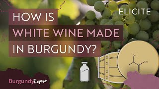 White Winemaking In Burgundy Explained [upl. by Brunell]