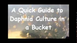 How to culture daphnia outside [upl. by Minoru544]