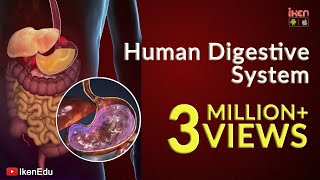 Learn About Human Digestive System  Animation Part 1 iKen  iKen Edu  iKen App [upl. by Varick]