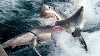 GREAT WHITE SHARK BITES SHARK IN HALF [upl. by Giarc]