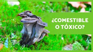 10 HONGOS COMESTIBLES 🍄 ¿Cómo Reconocerlos [upl. by Sirtaeb]