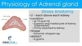 Physiology of adrenal glands [upl. by Ora29]