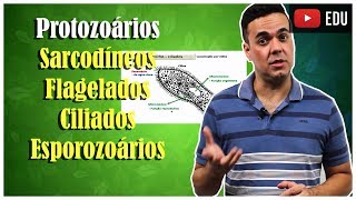 Protozoários 2 Sarcodíneos Flagelados Ciliados e Esporozoários [upl. by Gamages]