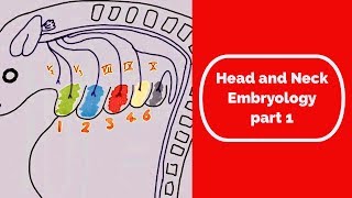 Head and Neck Embryology part one [upl. by Olfe]