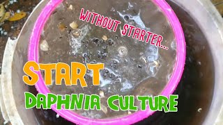 How to culture daphnia moina the easy way 1  Starting the Daphnia culture [upl. by Areic252]