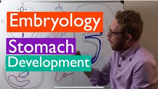 Stomach development  Embryology [upl. by Lliw501]