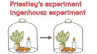 Joseph Priestley and Jan Ingenhousz experiment in photosynthesis [upl. by Ellennaj75]