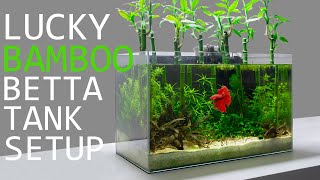 Building a Lucky Bamboo Betta Aquarium [upl. by Najtsirk]