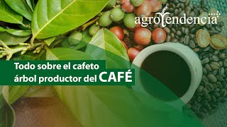 CULTIVO DEL CAFÉ  Origen características y producción [upl. by Esirtal]