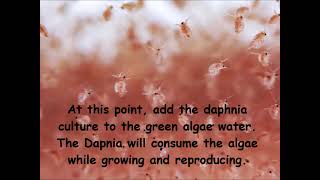 Daphnia  How to grow daphnia in your home [upl. by Canning]